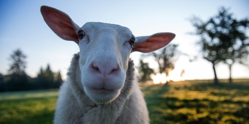 Embrione ibrido pecora-uomo, un giorno potrebbe servire per i trapianti di organi